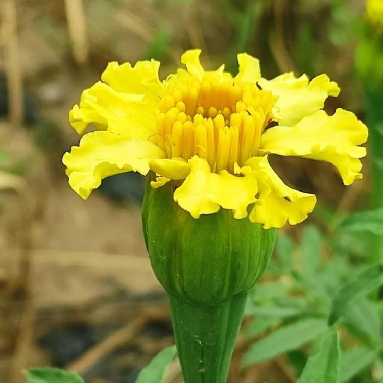 Marigold seeds3