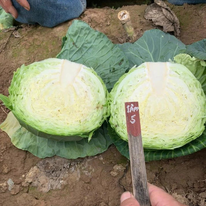 Cabbage Seeds