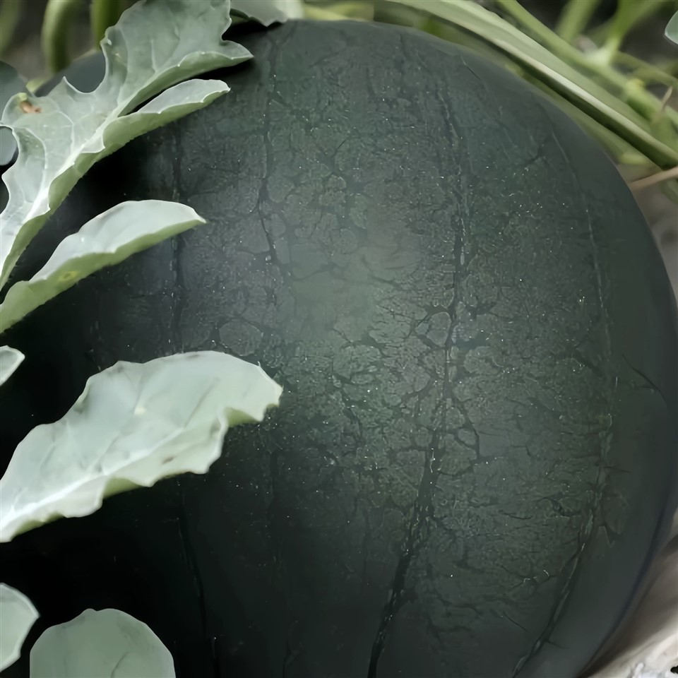 Citrullus Lanatus Seeds