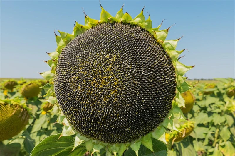 Hybrid Oilseed Sunflower Medium Maturity High Yield 5055 Oil Content SF-91 2 Hybrid Oilseed Sunflower Medium Maturity High Yield 5055 Oil Content SF-91 2