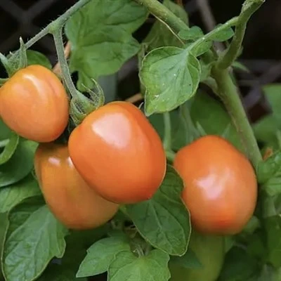 Biji tomato manis