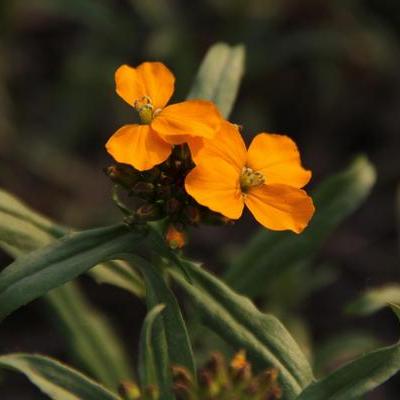 Benih Wallflower